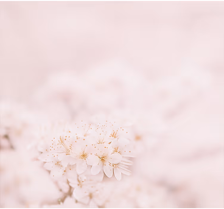 Delicate cherry blossoms blind master bedroom - TenStickers