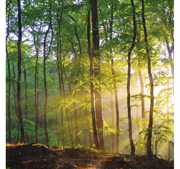 Blind trees natural light in the forest - TenStickers