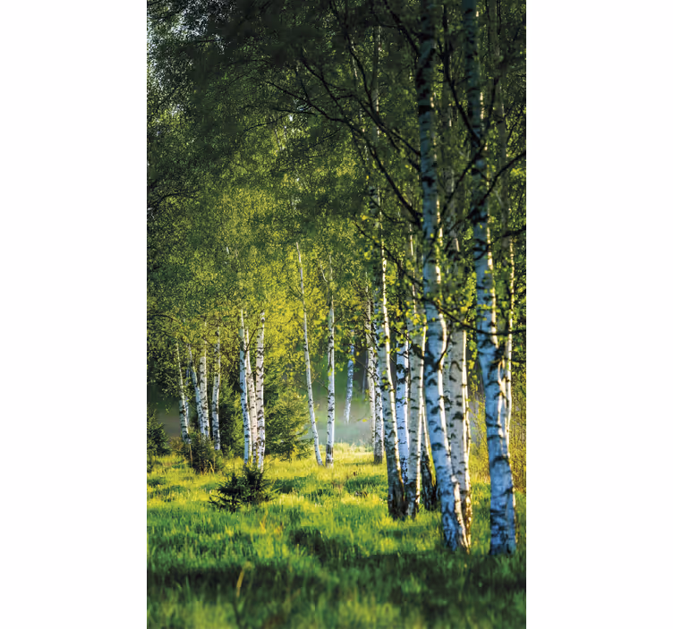 Blind trees birch grove contemporary - TenStickers