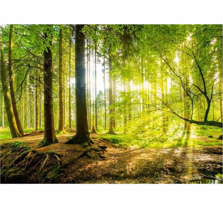 Blind trees in verdant mountain valley - TenStickers