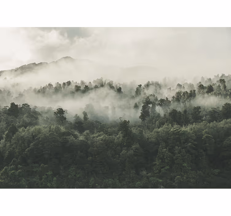 Blinds in a kitchen forest in the mist - TenStickers