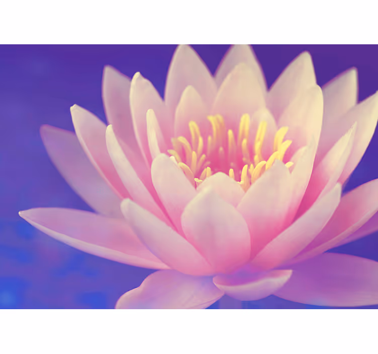 Blinds in a kitchen with pink lotus flower design - TenStickers