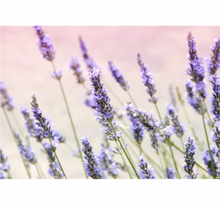 Blinds in a kitchen a bunch of purple blooms - TenStickers