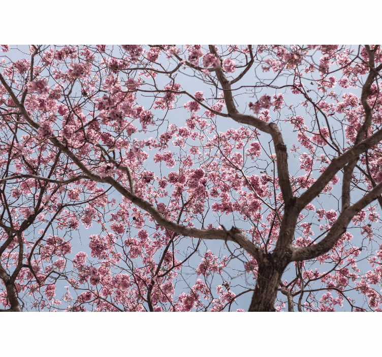 Blinds in a kitchen beautiful pink cherry blossoms tree - TenStickers