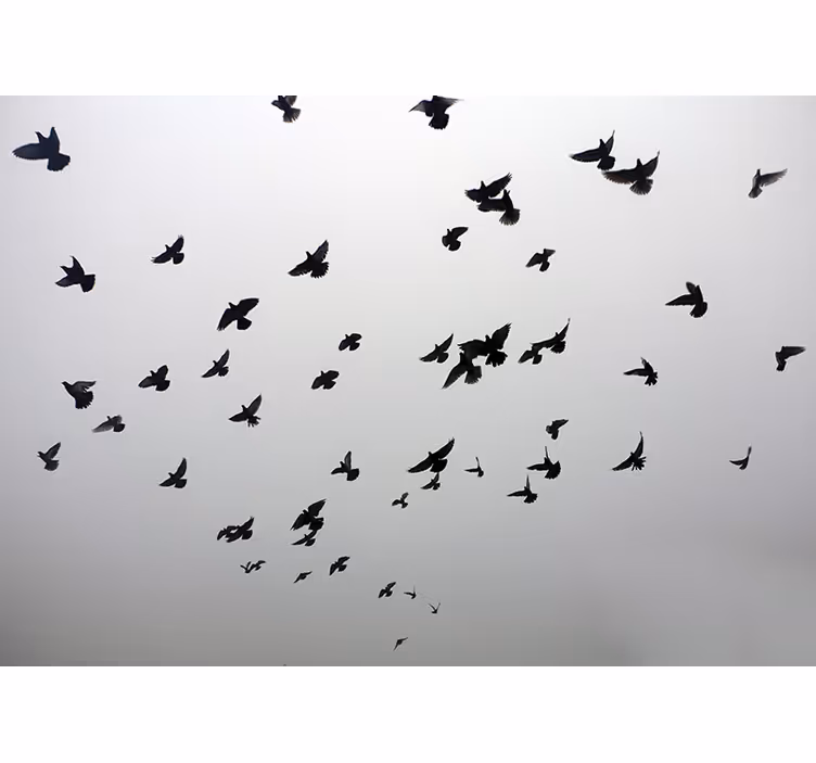 White roller blind with aesthetic bird design - TenStickers