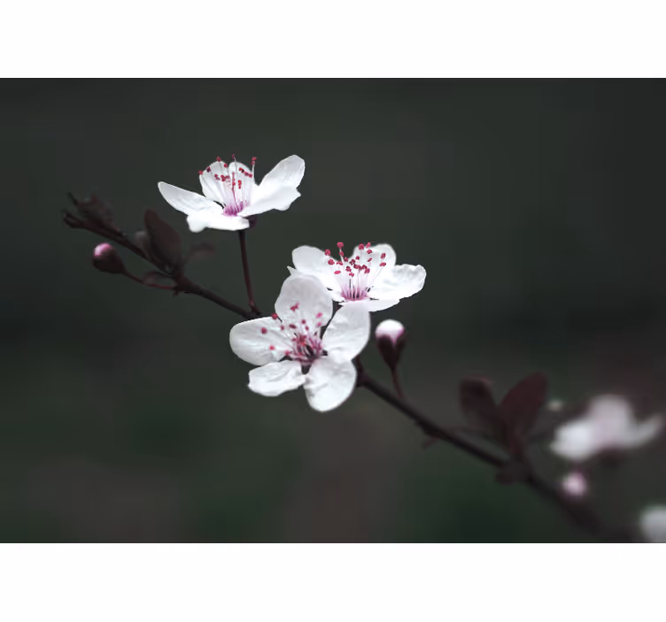 Living room blind elegant feminine cherry blossom - TenStickers