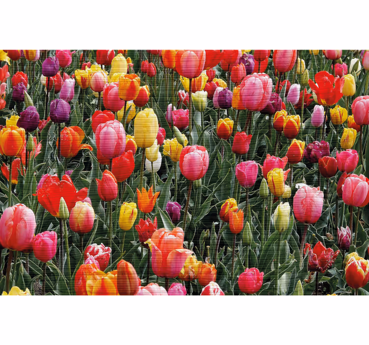 Living room blind with multiple tulips in a field - TenStickers