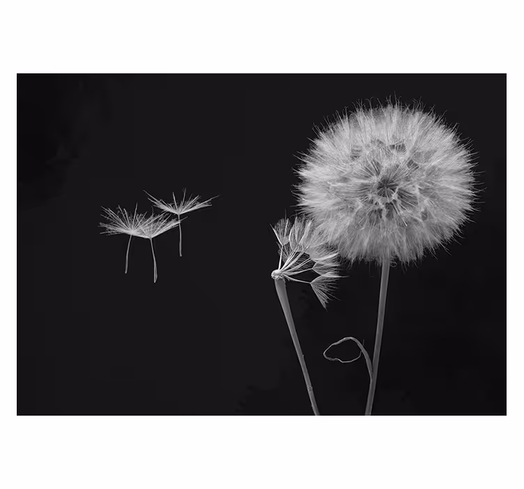 Black roller blind dandelion head wall mural - TenStickers
