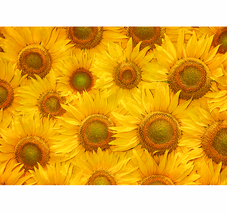Yellow roller blind with sunflowers design - TenStickers