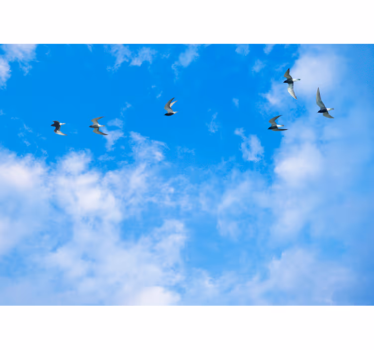 Blue blind inspired by blue sky and terns - TenStickers