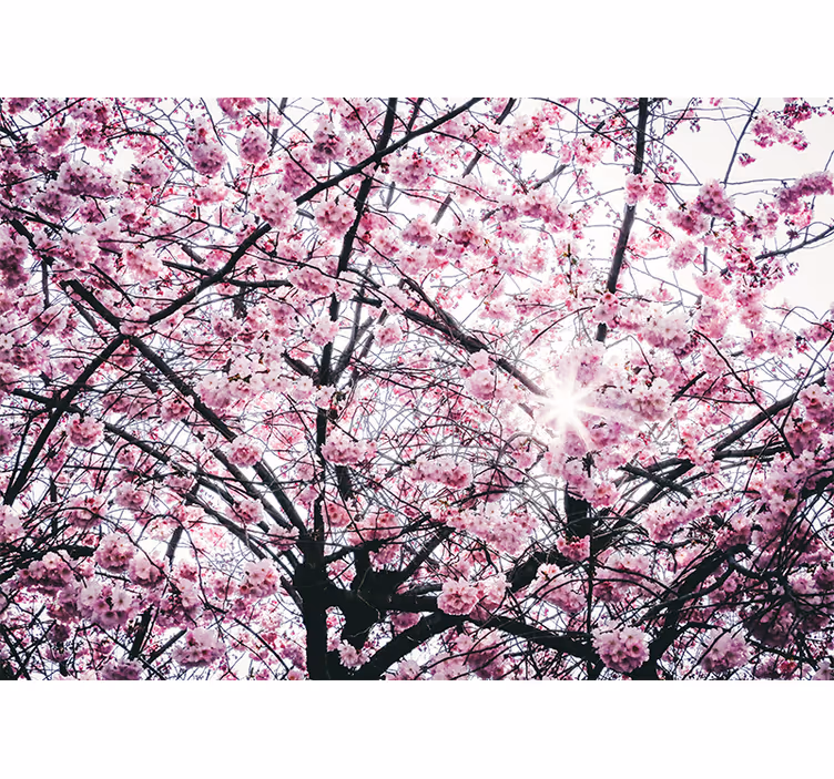 Roller blind pink cherry blossom - TenStickers