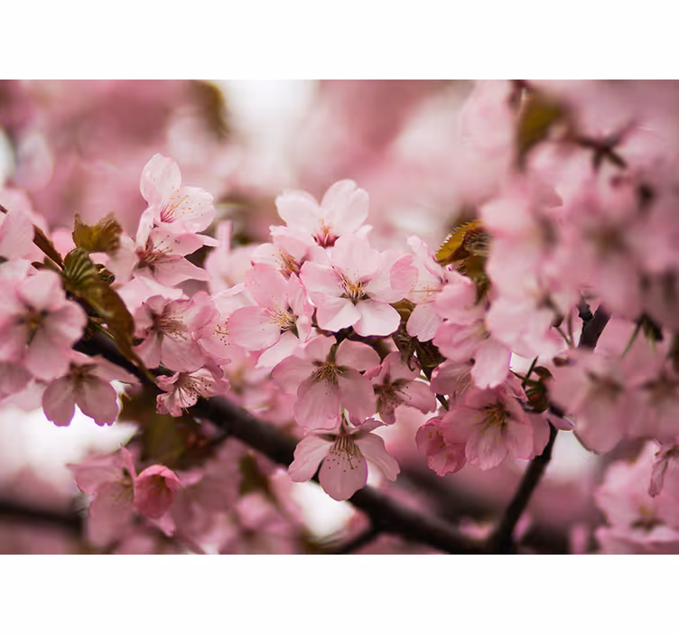 Roller blind pink cherry blossom design - TenStickers