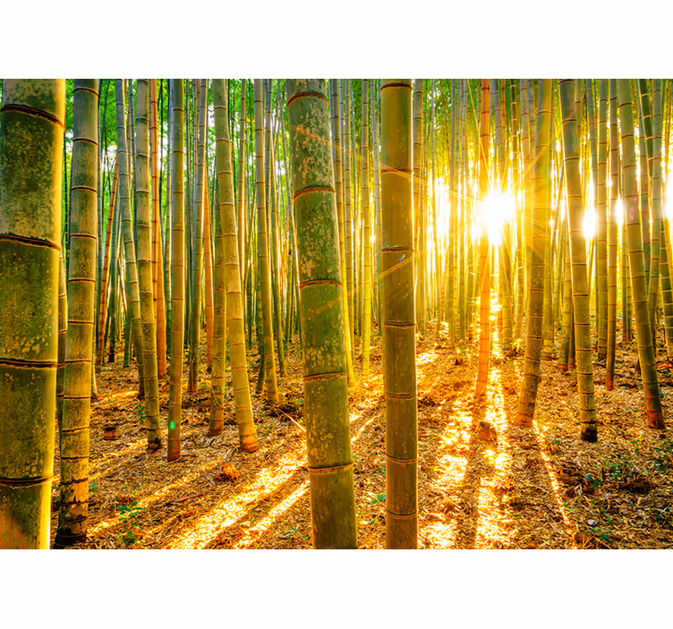 Green roller blind sun and bamboo design - TenStickers