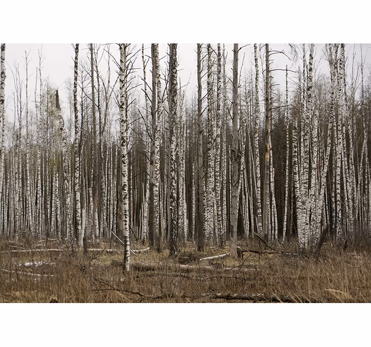 Living room blind gray birch forest - TenStickers