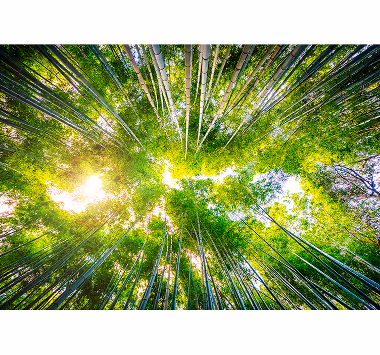 Living room blind bamboo canopy overhead - TenStickers