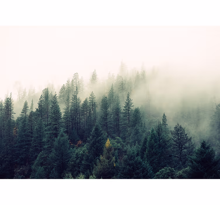 Living room blind foggy forest design - TenStickers