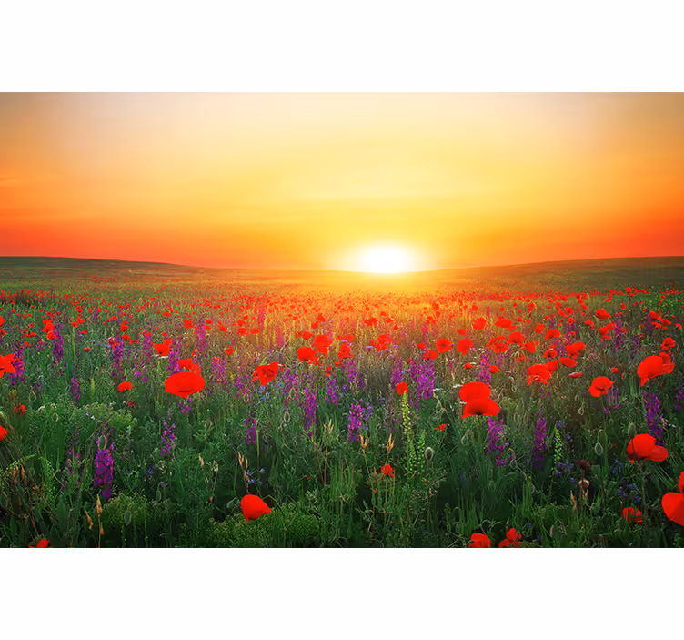Living room blind red poppy field in sunlight - TenStickers