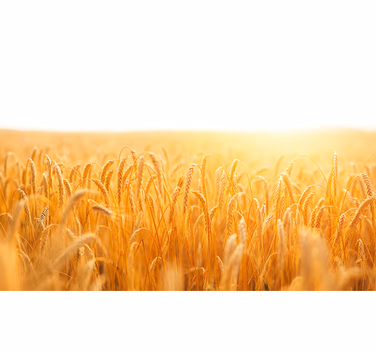 Living room blind in wheat field aesthetic colors - TenStickers
