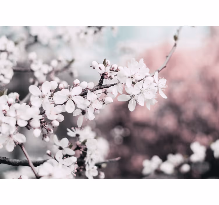 Living room blind in elegant feminine white cherry flowers - TenStickers