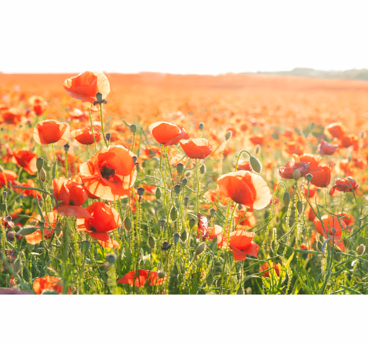 Living room blind red poppies in a sunny field - TenStickers