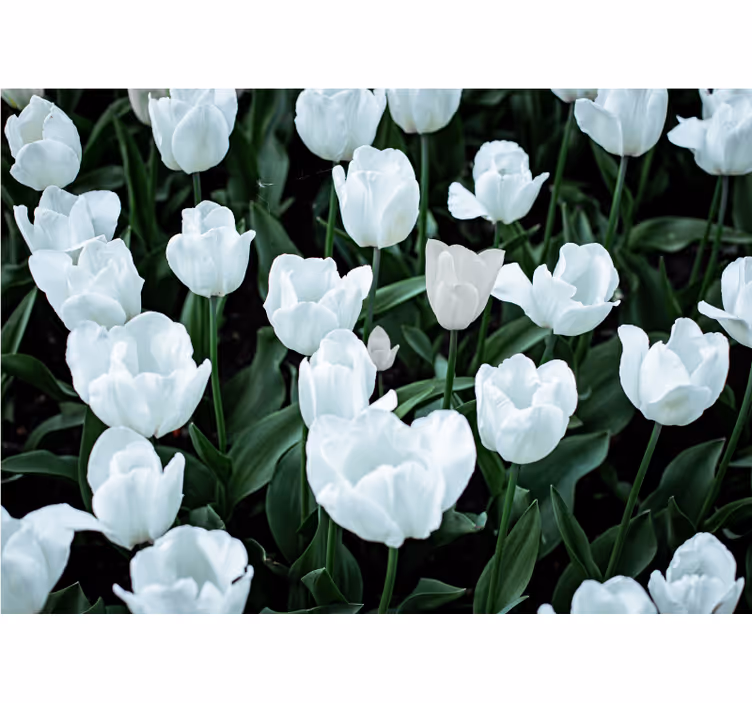 Living room blind white tulips - TenStickers