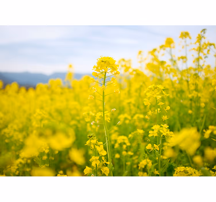 Living room blind with yellow flower field design - TenStickers