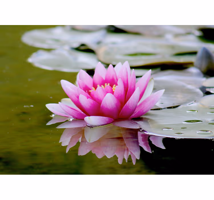 Living room blind in pink zen lotus flower - TenStickers