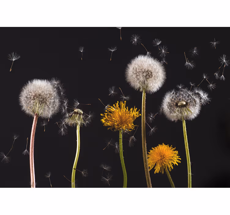 Dandelion nature living room blind - TenStickers