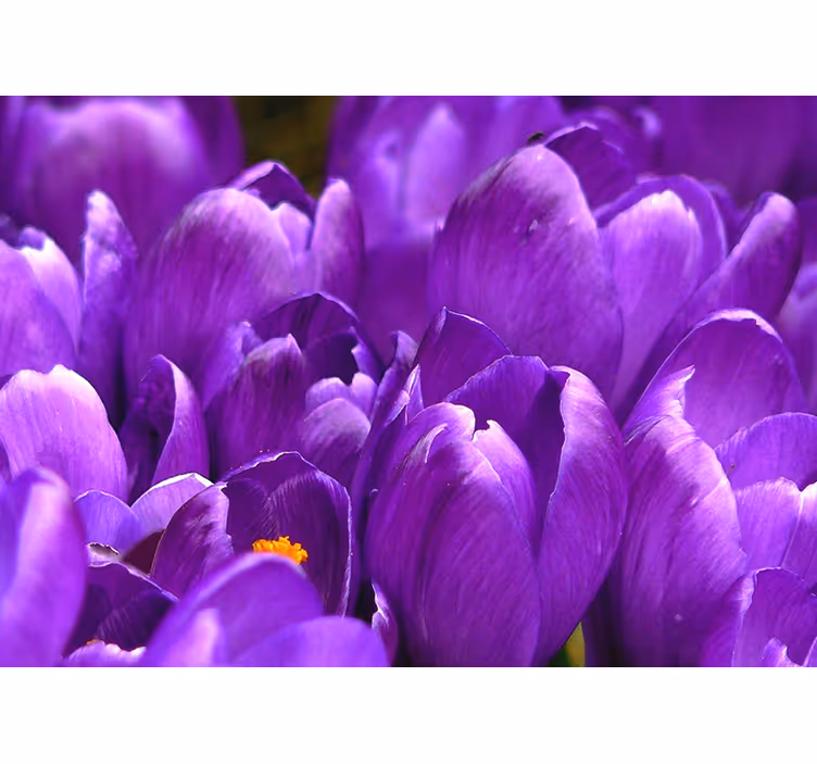 Living room blind purple roses - TenStickers