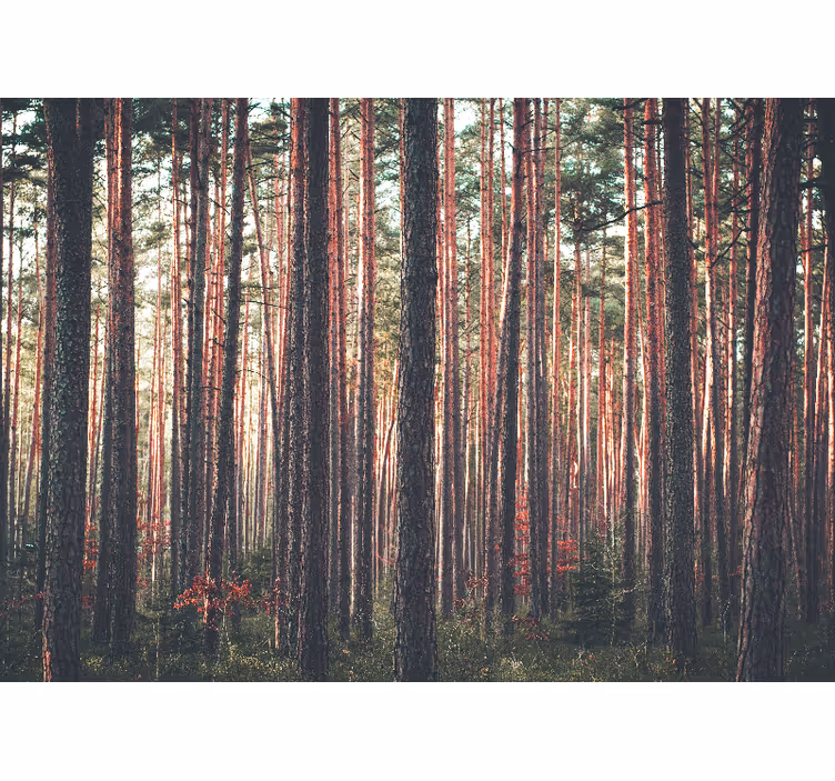 Living room blind deep forest trees landscape - TenStickers