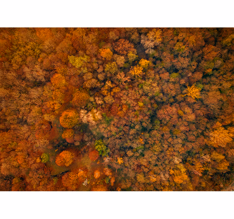 Living room blind in beautiful tree colors - TenStickers
