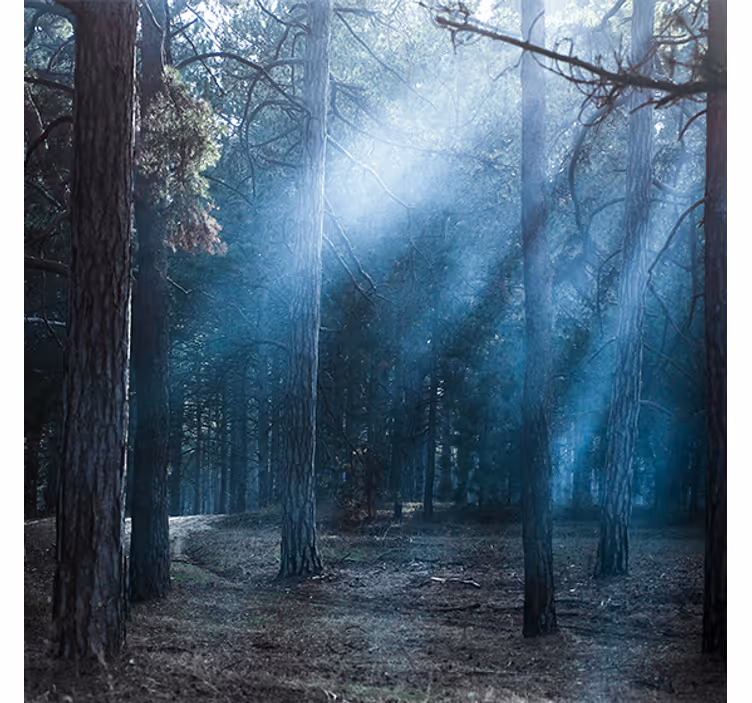 Living room blind "nature" dusk in the forest - TenStickers