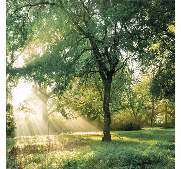Living room blind in greenish morning forest - TenStickers