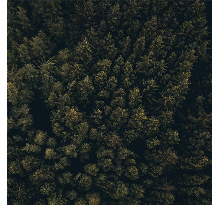 Living room blind nature aerial view pines - TenStickers