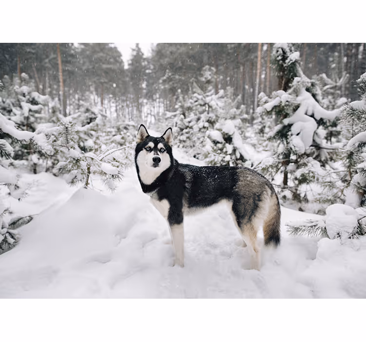 White roller blind with winter forest and husky dog - TenStickers