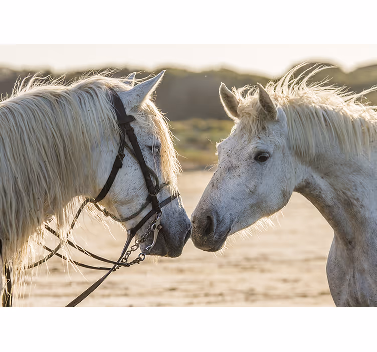 White roller blind two white horses - TenStickers