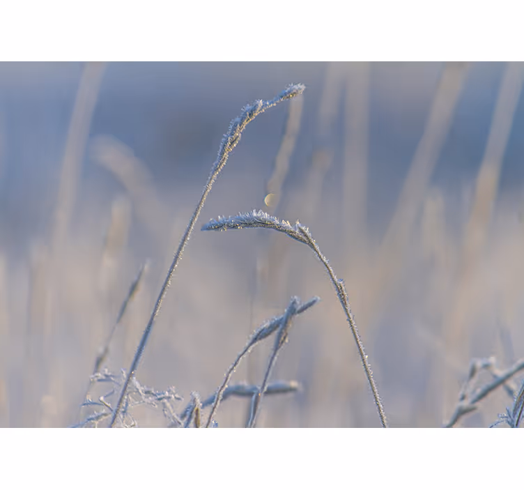 Bedroom blind in blue with thin grass design - TenStickers