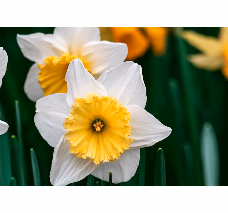 Bedroom blind close up of white and orange daffodils - TenStickers