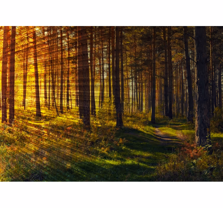 Bedroom blind with forest light rays - TenStickers