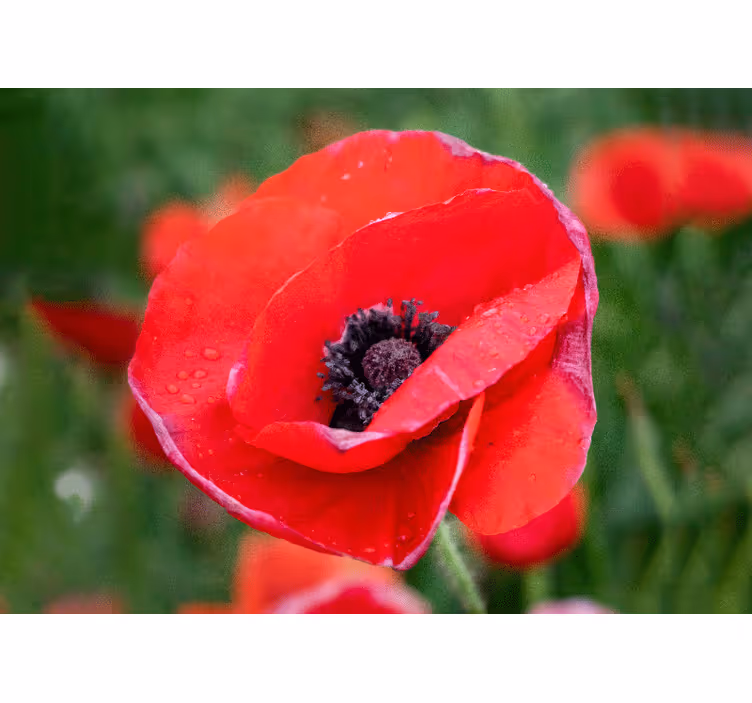 Bedroom blind big red poppy field sunny - TenStickers