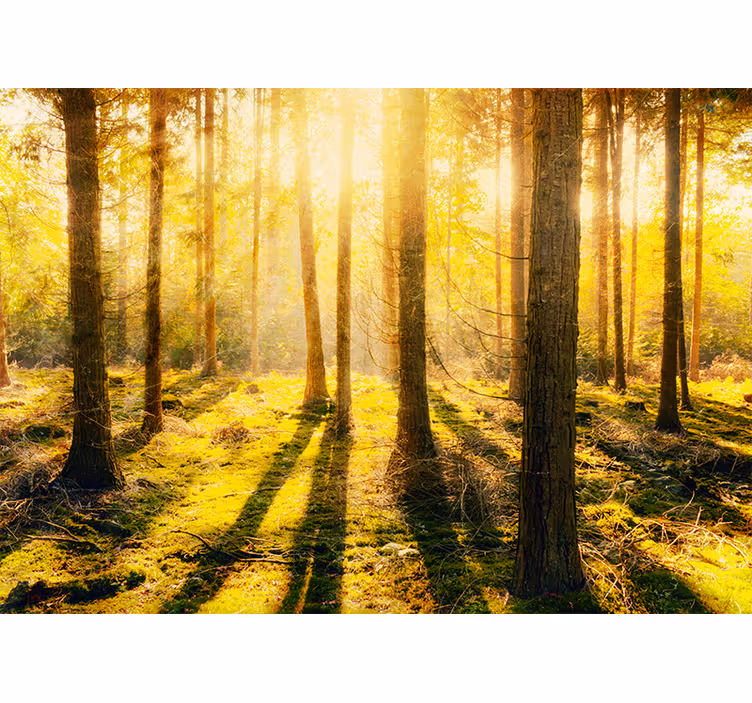 Bedroom blind stunning sunset in birch forest - TenStickers