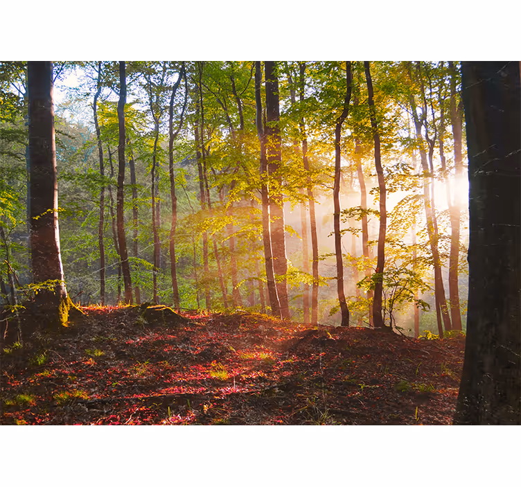 Bedroom blind beautiful sunrise in the forest - TenStickers
