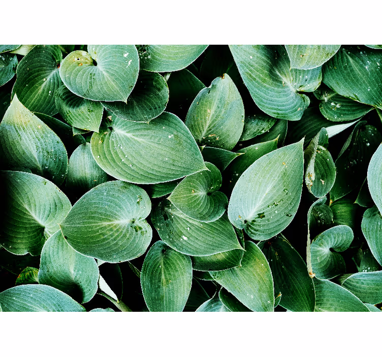 Bedroom blind green leaf foliage design - TenStickers