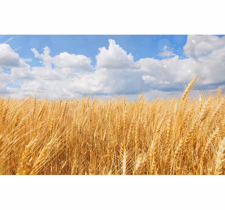 Bedroom blind polish wheat fields - TenStickers