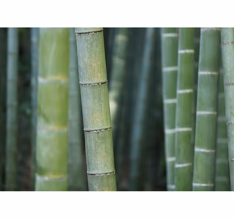 Bedroom blind made of forest bamboo canes - TenStickers
