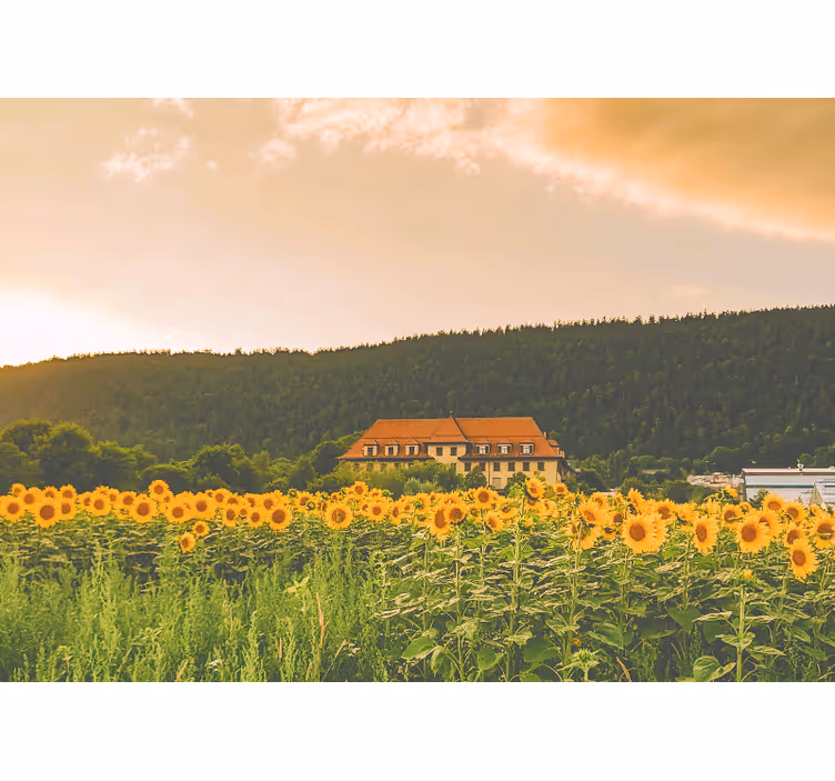 Bedroom blind of a lovely field of yellow flowers - TenStickers