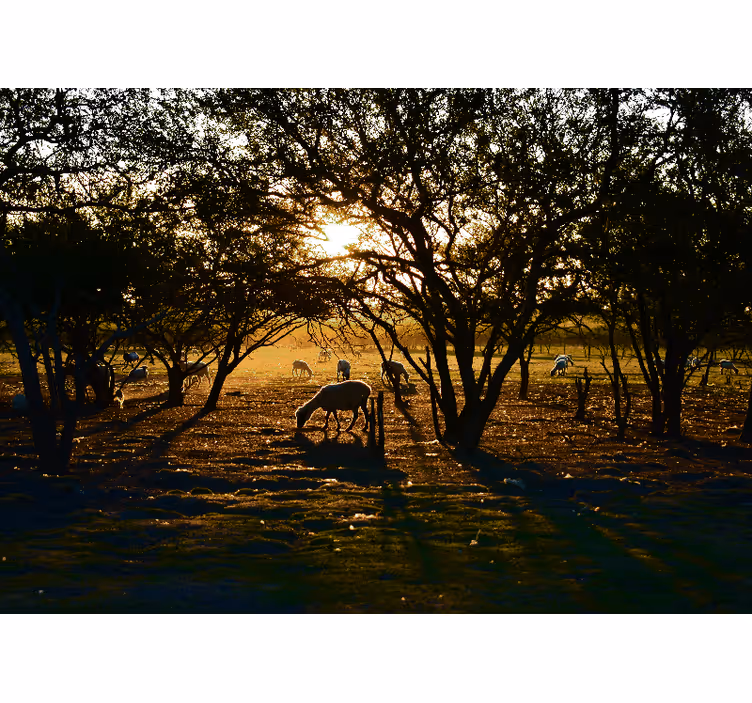 Bedroom blind peaceful forest at dawn - TenStickers