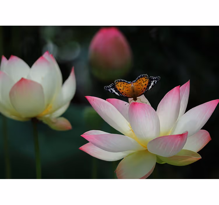 Bright lotus flower with butterflies bedroom blind - TenStickers