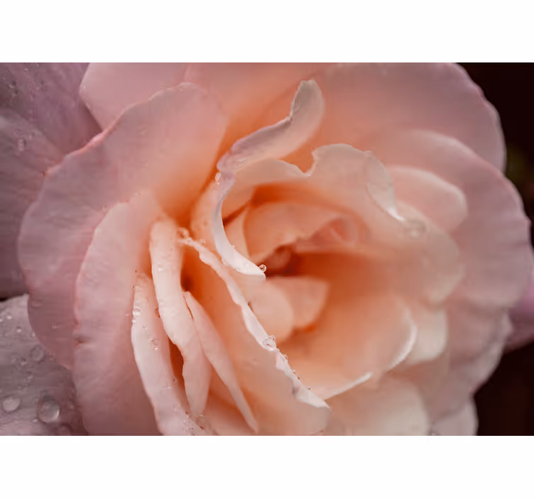 Elegant style pink rose water drops bedroom blind - TenStickers