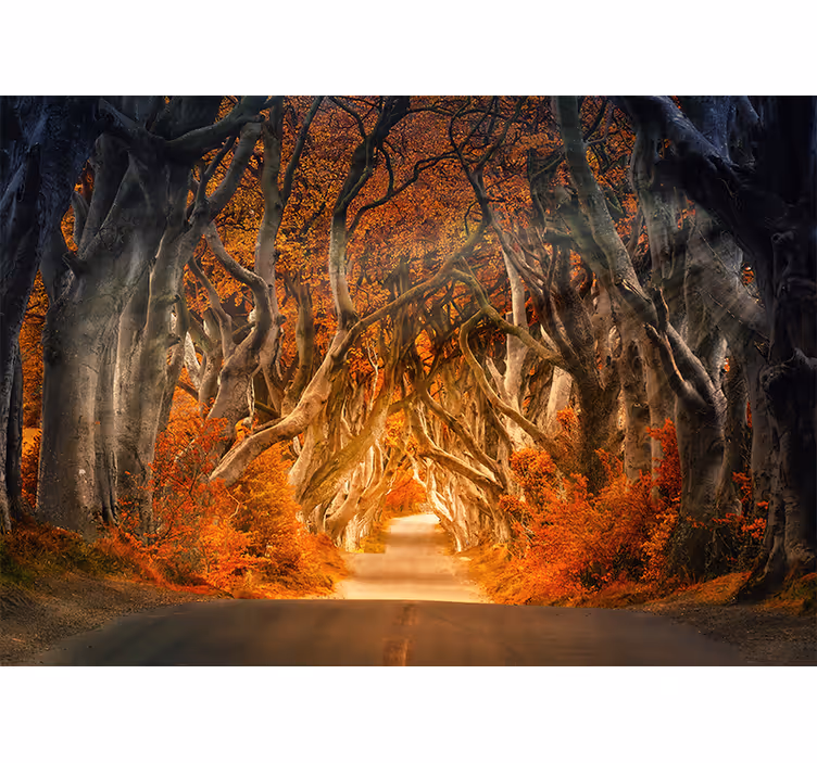 Living room blind with beautiful forest road view - TenStickers